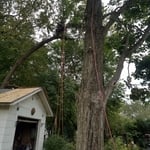 Tree removal