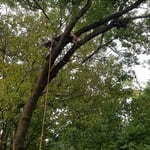 Tree removal