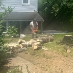Tree service