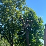 Tree service