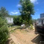 Tree service