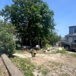 Tree service