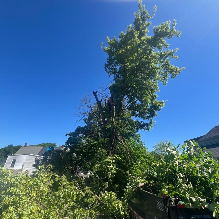 Tree service