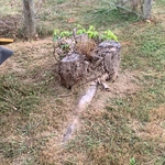 Ugly Bradford pear stump