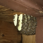 Bees in shed