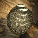 Bee Hive