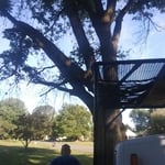 Before Ash Tree