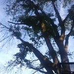 Before Ash Tree