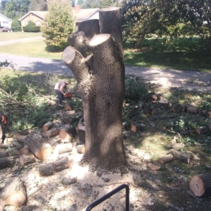 Taken Down Ash Tree