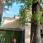 🌳