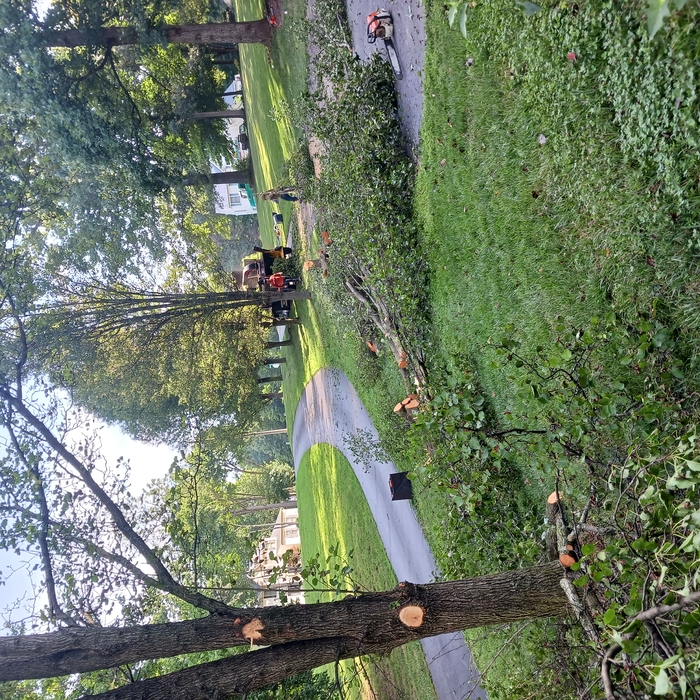 Cut trees