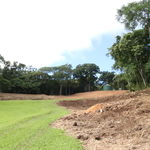 mulched to ground