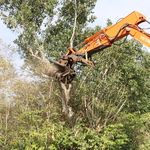 tree grinding