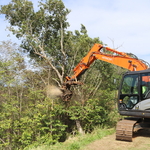 tree getting mulched to ground