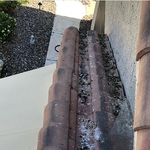 Pigeons Making a Mess? We Can Help!
