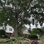 Removal tree