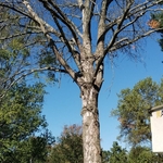 Tree Removal