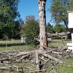 Tree Removal