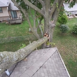Tree fell on house
