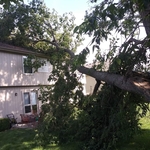 Tree fell on house