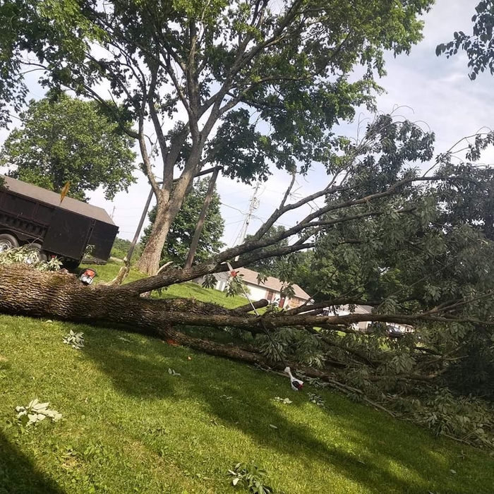 Tree Removal that fell on house