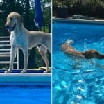 Family Friendly Pet Friendly