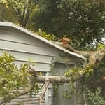Tree removal