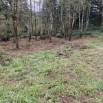 befor clearing