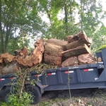 One Branch at a Time!