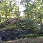 One Branch at a Time!