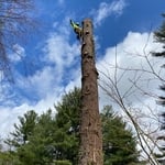 Tree trimming