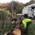 Tree removal