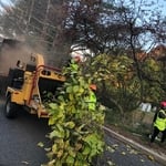 Tree Service