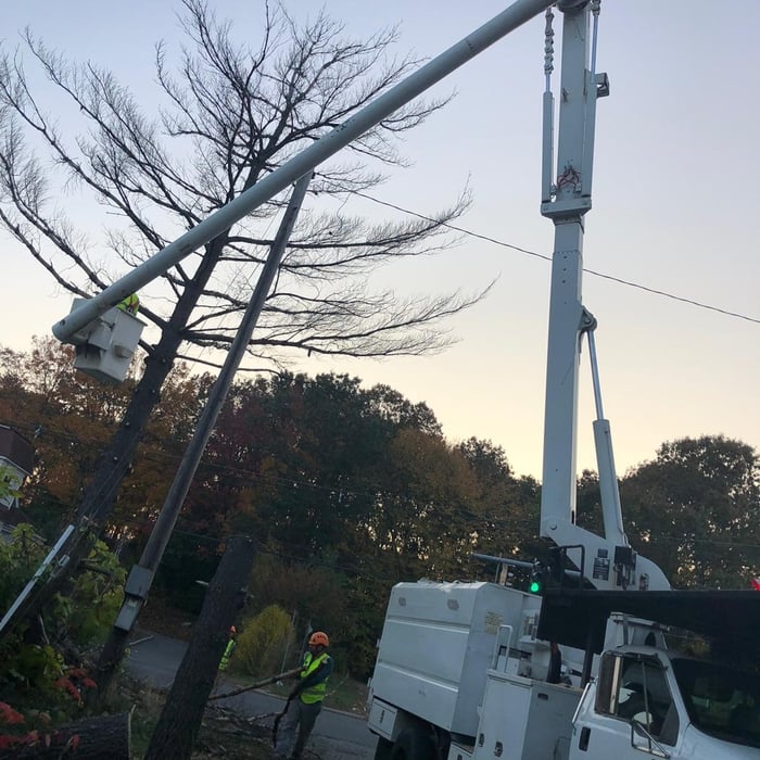 Tree Service