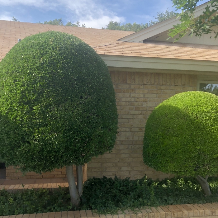 Shrubs