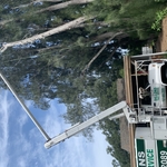 Australian Pine Removal