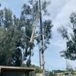 Crane removal on pine trees