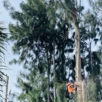 Pine removal