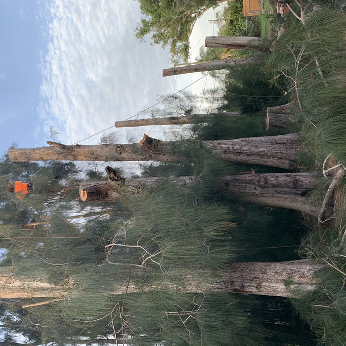 Pine removals