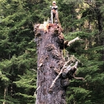 Record tree