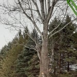 Large Cottonwood