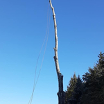 Cottonwood Removal Process