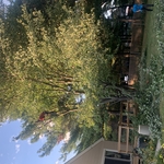 Tree trimming