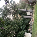 Tree removal