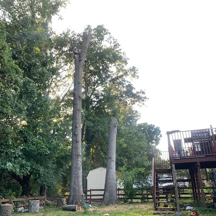 Tree removal