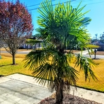 tree prunning, drive way edging..winter