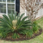 end of bed, SAGO PALM maint