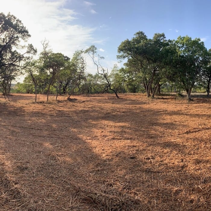Completed Invasive Vegetation Removal