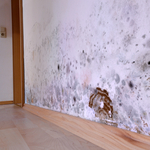 Microbial Growth on Wall