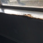 Dog Eaten Sill